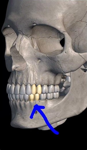 Identify the type of teeth #anatomy