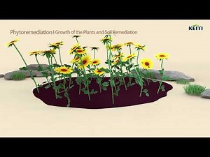 Soil Remediation Technology_Phytoremediation