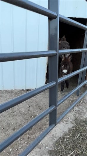 Crazy, meet crazy #crazydonkey #crazyeyes #minidonkeysrule #countryente #crazydonkeylady #babyminidonkey | Double Donkey Ranch