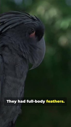 5 Feathered Dinos That Were Basically Birds