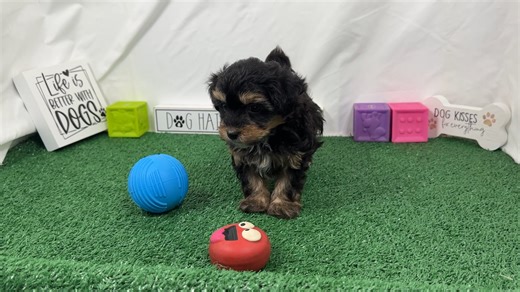 Havapoo puppy for sale