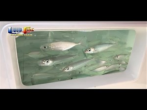 Best Marine Sea Chest System at the 2019 MIBS