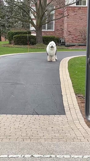 #amazonjames #amazondriver #amazon #dogsofttiktok #frannielife