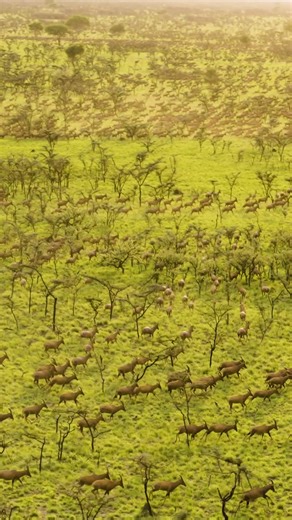 Boma & Badingilo National Parks, South Sudan on Instagram: "THE GREAT NILE MIGRATION Each year, millions of white eared kob, tiang and Mongalla gazelle move across the savannahs and wetlands of the Boma–Badingilo–Jonglei landscape in one of the world’s most significant wildlife migrations. " No place in Africa even comes close to the intact nature and the land, the ecosystems and wildlife. South Sudan is like a quantum leap from anything else, not just on this continent, but worldwide". - Dr. Mi