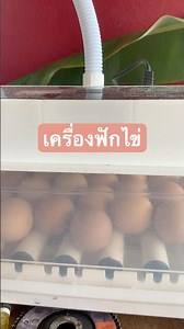 Automatic egg incubators are available in small, medium, and large sizes. They are easy to use an...