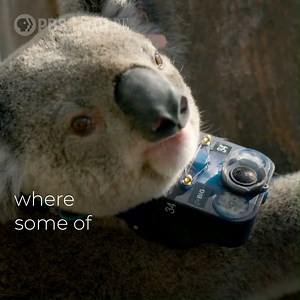 See firsthand the lives of some of Australia's iconic wildlife. Nature | PBS "Animals With Cameras: Australia" premieres tonight at 8 p.m. | Georgia Public Broadcasting | Facebook