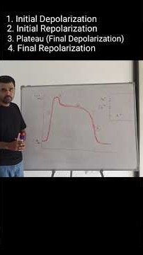 Action Potential in Cardiac Muscles #physiology #heart #electrical #muscle #cardio