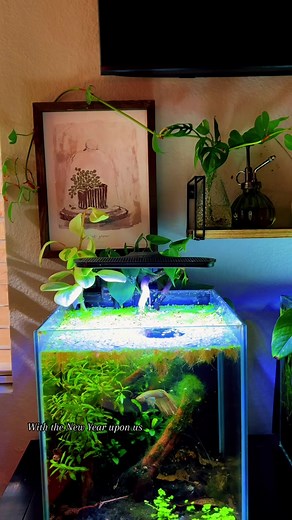 Exciting New Aqua Scape for Betta Fish Enthusiasts!