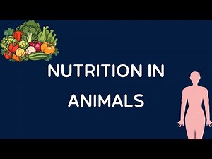 Quick Revision: Nutrition in Animals Video Lecture | Class 7 Oxford Science: Chapter Notes, Worksheets and Tests