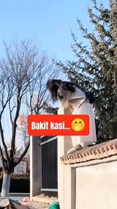 21K views · 132 reactions | Bakit kasi來 #funnyreels #comedy #CCTO #fbreels #fyp #cttomusic #memes #Philippines #Filipino #trending #pinoy #tagalog #cebuano #bisaya #viral #funny #followers #everyone #friends #highlight #dance #dancetrend #FilipinofunnyVideos #JaneAlesna #funnyvideosfilipino | Jane Alesna | Facebook