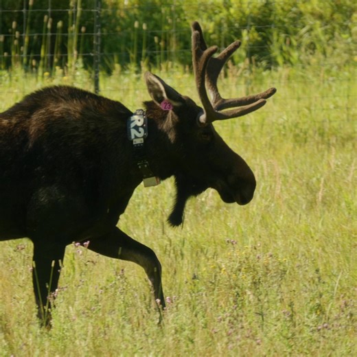2.5K views · 38 reactions | This morning we witnessed a moose waking up after being sedated and collared by biologists in Rocky Mountain National Park. These GPS collars will be used to research and collect population estimates, habitat use, vegetation impacts, and help with potential moose management strategies in the future. The collars are designed to expand to accommodate their growth. | Nick Molle Productions / Rocky Mountain Channel | Facebook