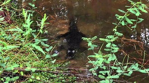 1.6K views · 51 reactions | Exploring in the Green Swamp https://www.youtube.com/watch?v=nbE5w9DJg38&t=48s | Florida Trailblazer | Facebook