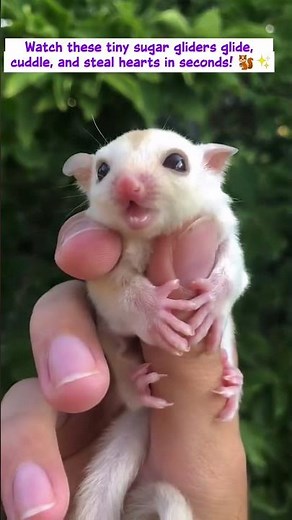 Cutest Sugar Glider Moments Ever 🐾 Funny & Adorable Compilation #Shorts#sugargliderlover