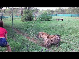 HIENA NOISE WAITING TO EAT (SOUND ON!)