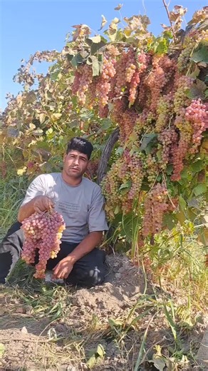 ‎نهالستان مهندس مهدی‎ on Instagram‎: "بزرگترین 🍇 🍇 🍇 🍇 🍇 مهدی۰۹۱۴۳۳۳۸۳۵۹ مهدی۰۹۱۴۷۷۷۵۰۷۴"‎