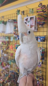 We have an amazing new addition to the Feathered Friends & Co. FAMILY! This is Kaya! Kaya is a 9 year old Goffin Cockatoo! She sings, dances, and even plays piano 🎹 Call or come by for details on Kaya! We are open today until 7 Feathered Friends & Co. 4209 S Alameda Corpus Christi TX 361-814-3363 | Feathered Friends & Co.