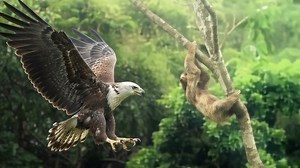 Watch what happens when an eagle comes too close to a sloth