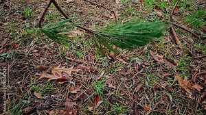 Slow motion video. Flying insect. A pine branch sways and slowly falls to the ground in the forest. The ground is covered with a carpet of needles, branches and leaves. In the pine forest