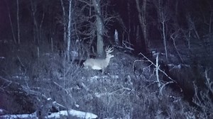 What does it take to catch a night hunter?