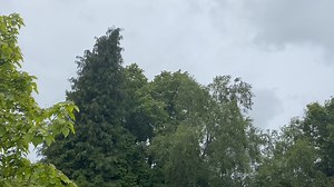 BLACKBIRD MIMICS SIRENS High Blantyre Residents beside High Blantyre's Public park have been left amused for a third year in a row, as the "Police Bird" is back! We posted about this a few years ago. Each summer since 2022, a rather clever blackbird has been mimicking emergency services and has learned how to duplicate the sounds of a police siren, following up by an ambulance siren! It's heard frequently. We've managed to record the noise the bird is making on this short clip. Only in Blantyre!