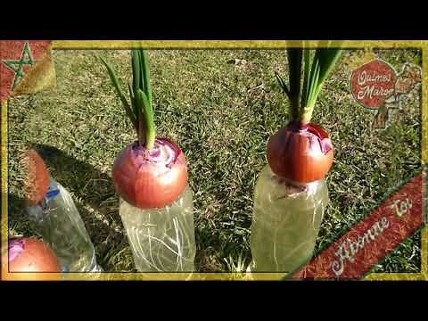 Faire pousser des oignons ! FACILE !