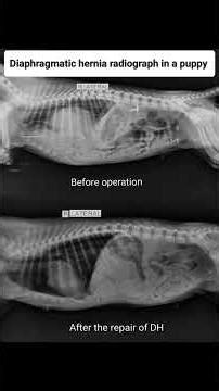 #DH in a puppy: pre and post operative radiographic evaluation. # diaphragmatic hernia