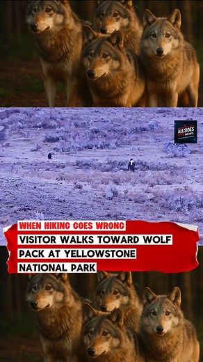 A visitor at Yellowstone National Park was seen walking toward a wolf pack, prompting concern from bystanders and reminders from park officials about keeping a safe distance from wildlife. Experts say wolves usually avoid people, but close encounters can create unpredictable situations for both animals and visitors. Always respect the space of wildlife — national parks aren’t a zoo. #Yellowstone #YellowstoneNationalPark #WolfPack #WildlifeAlert #NatureNews #OutdoorSafety #BreakingNewsUpdate #Par