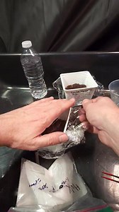 Bruce Banner number 3 🌱 planted after 6 days of germination More details 👇 Strain: Bruce Banner number 3 Source: Feminized Seed (photo period) Breeder: Amsterdam Seed Co Germination Start: January 30th 2023 at noon Seed cracked within 4 hours 20 minutes Added a second seed at 4:20 pm Method: paper towel, plastic bag, and mountain spring water Seedling heat mat: set to 80% strength Duration: 6 days End: February 5, 2023 @ 8 pm Moved to 70/30 coco perlite, with 100% coco sprinkled on top. Watere