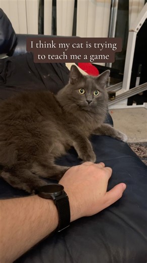 New cat game #catbehavior #cat