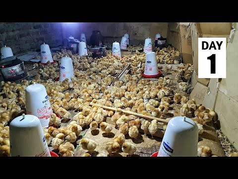 1000 BRAND NEW Baby Chicks for the Farm | Brooding Baby Chicks