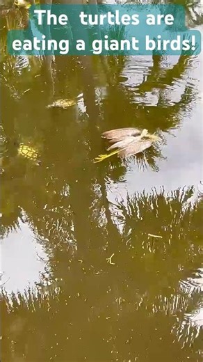 what are the turtles eating? A big bird. #funny #animals #wildlife #turtle #easy