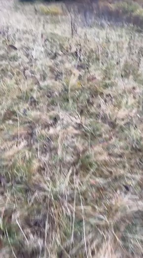 Johann Derksen on Reels