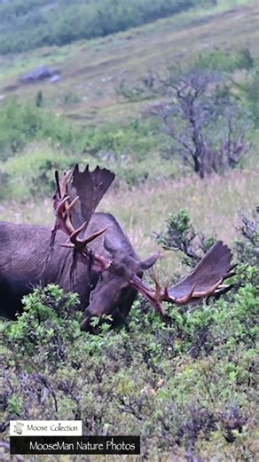Welcome to MooseMan! Don't forget...Wednesday and Saturday reels are from previous years. The main video is YT. Stick with this one for 10 seconds to see how this giant moose gets that velvet off his antlers. It is an annual ritual all bull moose need to do to get the rut started. Soon after this behavior will be sparring matches, rut pits, bull fights, and eventually…breeding. Don’t forget where today’s feature video is!! Today's feature is not one to miss. Van Gogh, Oscar, wow. Thanks | Moose 