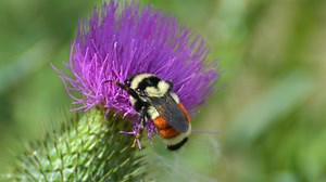 How to help Wisconsin's disappearing native bees in your yard