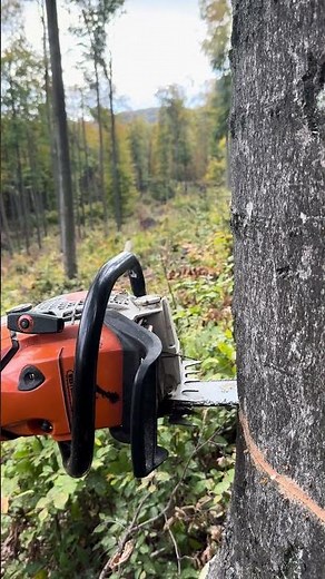 500i wcs barkbox idle sound. #stihl #ms500i #barkbox #loggers