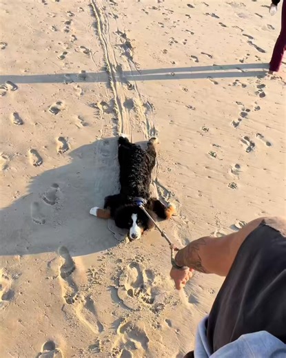 RT @_ROB_29: Refusal to leave the beach noted…..