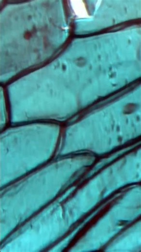 Onion Epidermis Up Close #science #cool #microscope