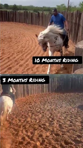 What real Horse Training Looks Like.