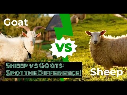 Sheep vs Goats: Spot the Difference!