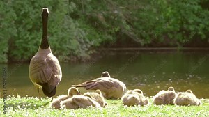 Goslings Canada goose, Brant canadian on green meadow with parents in bright sunlight in woodland area, Family Of ringed waterfowl in natural habitat, Frankfurt, Germany, bird migration control