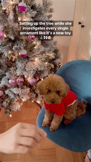 Decorating the tree while she decides if it's a toy or a threat 🎄🐶 #fyp #christmasdecor #christmastree #dogsoffacebook #furbaby #dogsofinstagram #poodle #doglovers #holidayseason | Lily Bear X Bryan Natividad