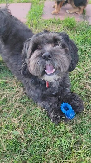 What a beautiful day | Life of Cooper