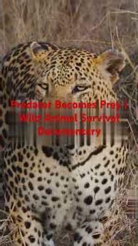 Predator Becomes Prey | Wild Animal Survival Documentary #wildlife #SavageInstinct #predatorvsprey