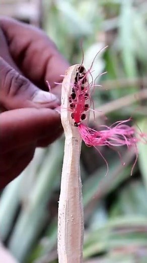 How to make toothbrush from bamboo - bamboo crafts #Shorts