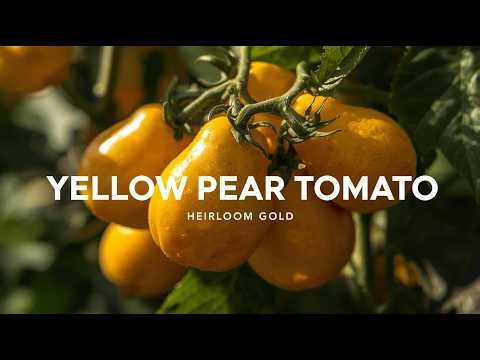 Yellow Pear Tomato – The Sweet Golden Heirloom That Never Dies
