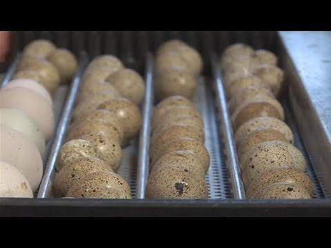 How To Start Breeding Quails