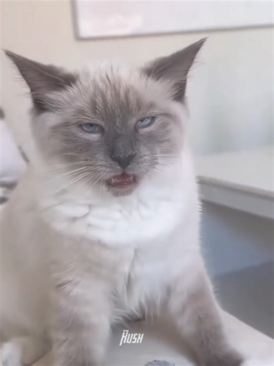 Exploring the Fascinating World of Cat Core