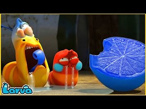 Strange Blue Lemon? 🍋😲 Larva Prank - Funny Larva Cartoon Animation
