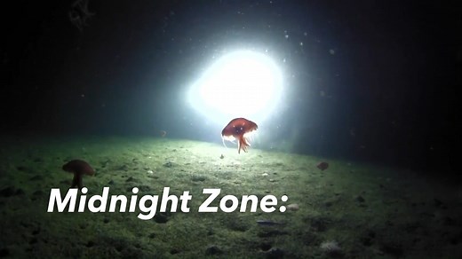 32K views · 1.1K reactions | In the midnight zone, 1,000-4,000 meters...