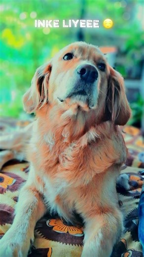 #goldenretriever #world #explore #doglife #cute #pets #ruby #reel #viral